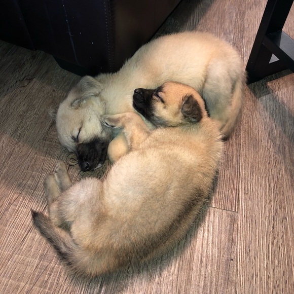 Meet your Posher, Kendall - Picture 1 of 1